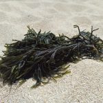 alga codium percebe
