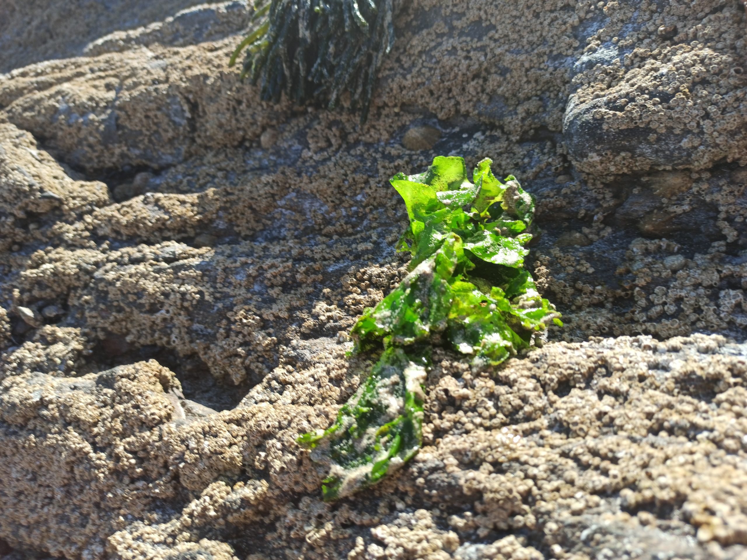 LECHUGA DE MAR