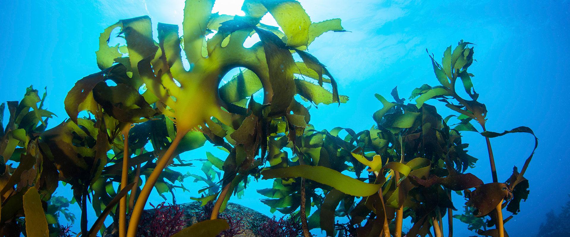 Algas marinas en la piel, conoce sus grandes beneficios